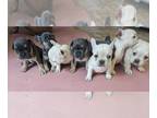 French Bulldog PUPPY FOR SALE ADN-764540 - Fluffy carriers and visual fluffy