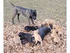 Cane Corso-Great Dane Mix PUPPY FOR SALE ADN-764651 - Italian Daniff puppies