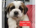 Saint Bernard PUPPY FOR SALE ADN-764608 - AKC Smooth Coat Saint Bernard Puppies