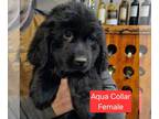 Newfoundland PUPPY FOR SALE ADN-764639 - AKC Newfoundland Puppies