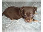 Chihuahua PUPPY FOR SALE ADN-764380 - CHIHUAHUAS