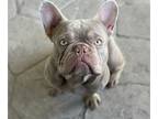 French Bulldog PUPPY FOR SALE ADN-764407 - Butch