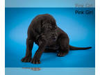 Great Dane PUPPY FOR SALE ADN-764670 - 3 Beautiful AKC Great Dane Puppies