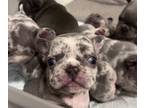French Bulldog PUPPY FOR SALE ADN-764549 - French bulldog