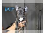 French Bulldog PUPPY FOR SALE ADN-764632 - French bulldog TANK