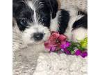 Mutt Puppy for sale in Flowery Branch, GA, USA