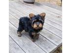 Yorkshire Terrier Puppy for sale in Carnesville, GA, USA