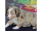 Tiny Tot - Red Merle Male
