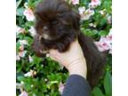 Shih Tzu Puppy for sale in Carnesville, GA, USA