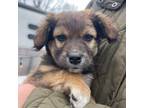 Mutt Puppy for sale in South Glastonbury, CT, USA