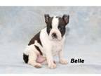 Belle AKC