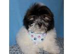 Mutt Puppy for sale in Lyons, NE, USA