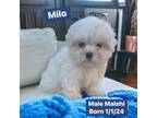 Milo