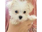 Maltese Puppy for sale in Independence, KS, USA
