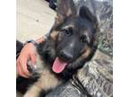 German Shepherd Dog Puppy for sale in Plano, TX, USA