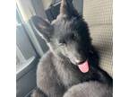 German Shepherd Dog Puppy for sale in Plano, TX, USA