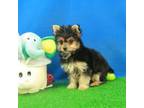 Yorkshire Terrier Puppy for sale in Hickory, NC, USA