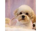 Poodle (Toy) Puppy for sale in Torrance, CA, USA