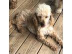 Poodle (Toy) Puppy for sale in Iron Mountain, MI, USA