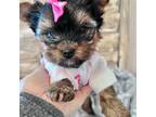 Yorkshire Terrier Puppy for sale in Riverside, CA, USA