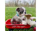 Boston Terrier Puppy for sale in Linneus, MO, USA