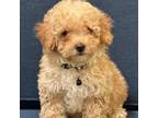 Poodle (Toy) Puppy for sale in Phoenix, AZ, USA