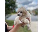 Poodle (Toy) Puppy for sale in Alpharetta, GA, USA