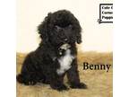 AKC Benny