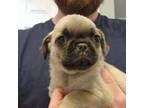 Pug Puppy for sale in Binghamton, NY, USA