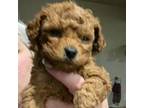 Mutt Puppy for sale in Grand Junction, CO, USA