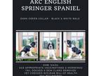 English Springer Spaniel Puppy for sale in Livingston, TX, USA