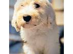 Old English Sheepdog Puppy for sale in Cocolalla, ID, USA