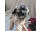 Shih-Poo Puppy for sale in Eastvale, CA, USA