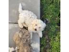 Shih-Poo Puppy for sale in Eastvale, CA, USA