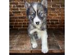 Siberian Husky Puppy for sale in Industry, IL, USA