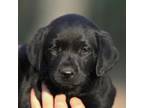 Labrador Retriever Puppy for sale in Dinwiddie, VA, USA