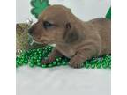 Dachshund Puppy for sale in Laurel, MS, USA