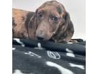 Dachshund Puppy for sale in Laurel, MS, USA