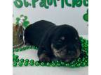 Dachshund Puppy for sale in Laurel, MS, USA