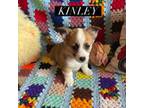 Kinley AKC