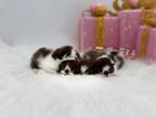 Chocolate Velvet Exotic Shorthairs And Persians