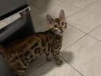 Bengal Boy Kitten