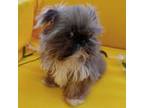 Shih Tzu Puppy for sale in Sulphur Springs, TX, USA