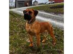 Boerboel Puppy for sale in Georgetown, OH, USA