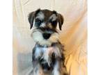 Schnauzer (Miniature) Puppy for sale in Montgomery, TX, USA