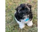 Havanese Puppy for sale in Kinston, NC, USA