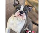 Boston Terrier Puppy for sale in Cooter, MO, USA