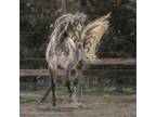 Purebred Lusitano Stallion Marques Mc Standing at Stud