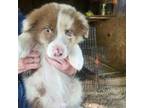 Australian Shepherd Puppy for sale in Henderson, NC, USA
