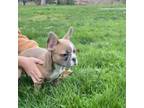 French Bulldog Puppy for sale in Gresham, OR, USA